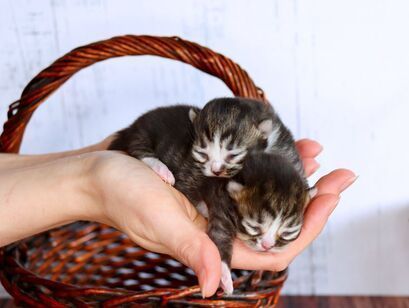 Great Mews Cattery