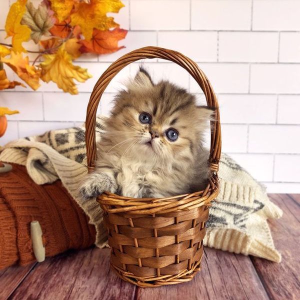 Great Mews Willow