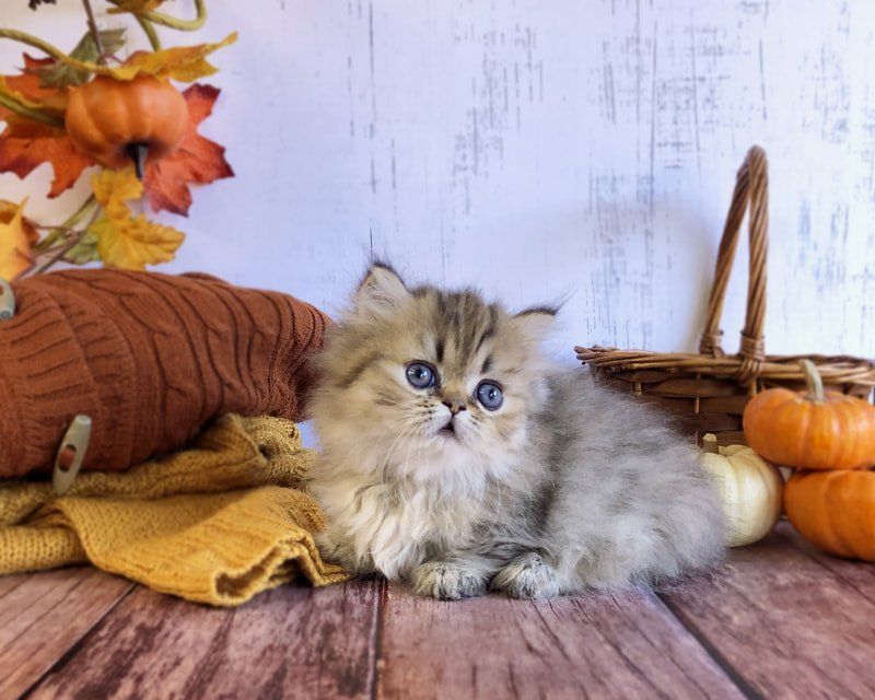 Great Mews Willow