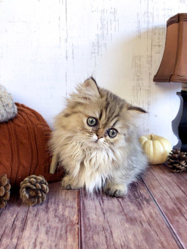 Great Mews Willow