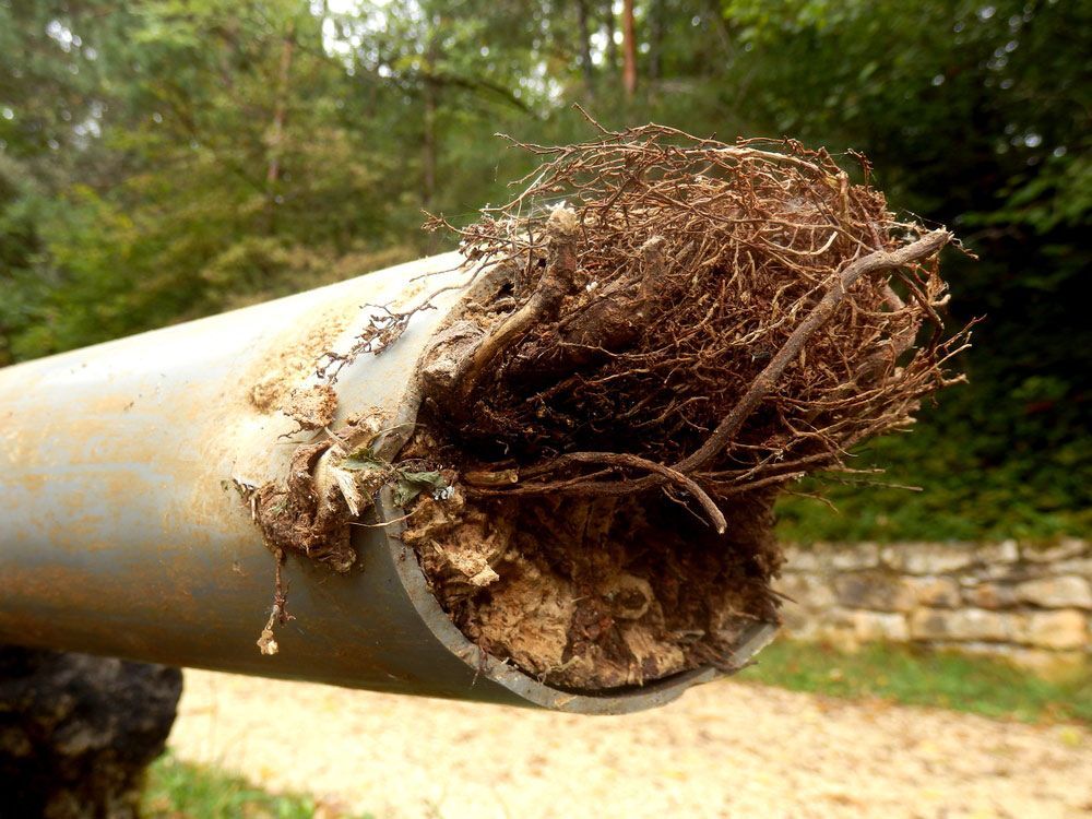Closer Look Of A Pipe With Tree Roots