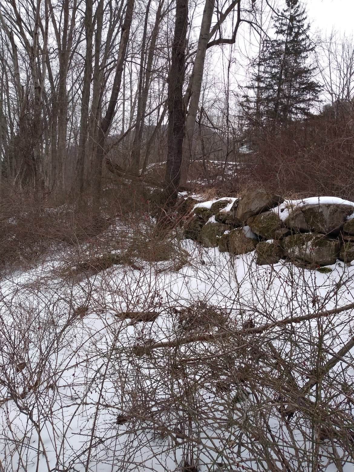 Stone wall built by Amos Bennett along the bottom of the property line