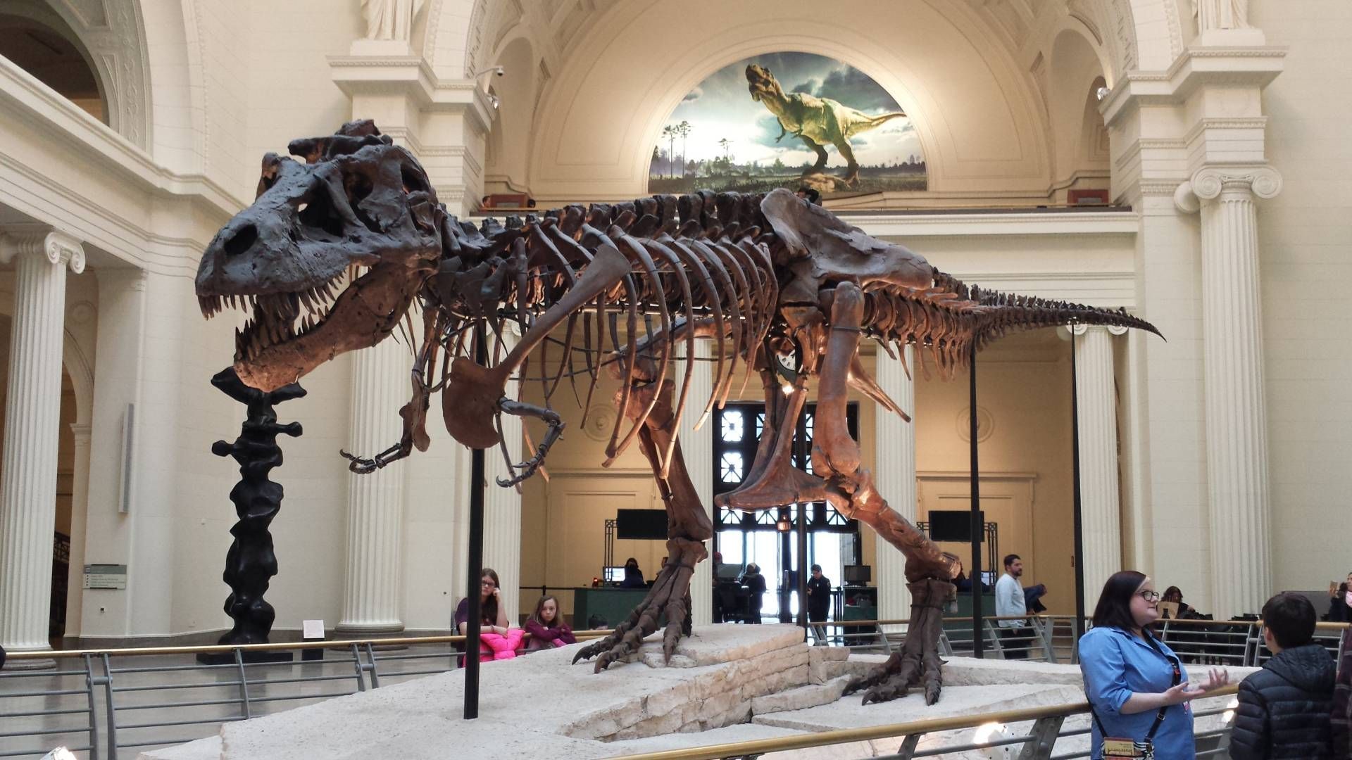 A large dinosaur skeleton is displayed in a museum.