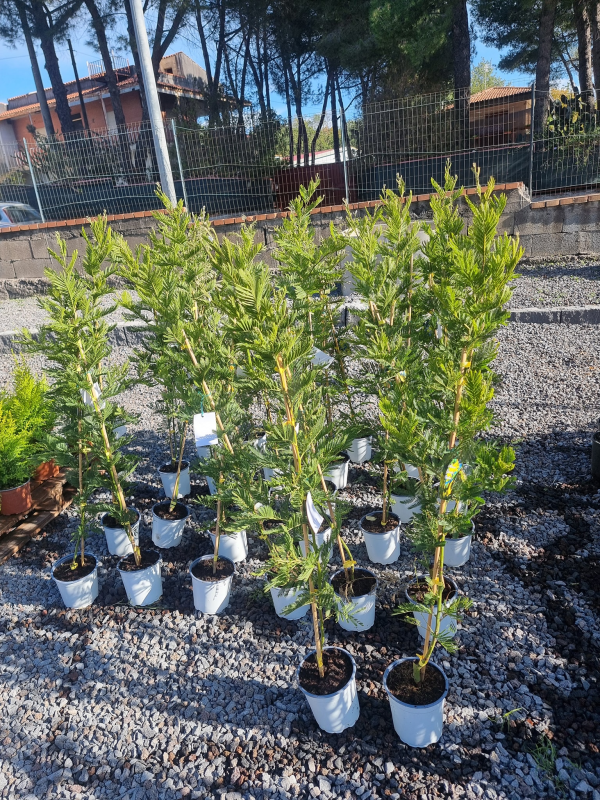 giardini personalizzati