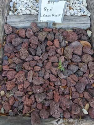 Red lava rocks with a small sign reading “Red Queen Rock” against a wood border.