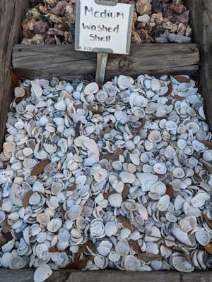 Pile of medium-sized white shells in a wooden display bin with a small sign above them