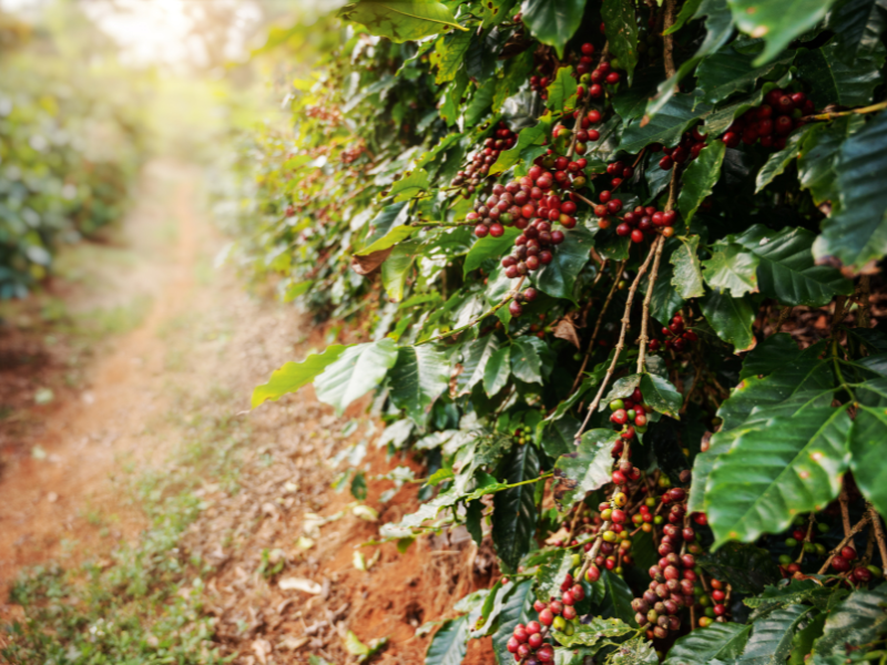 Grãos de café crescendo em arbustos frondosos ao longo de um caminho de terra em uma plantação.