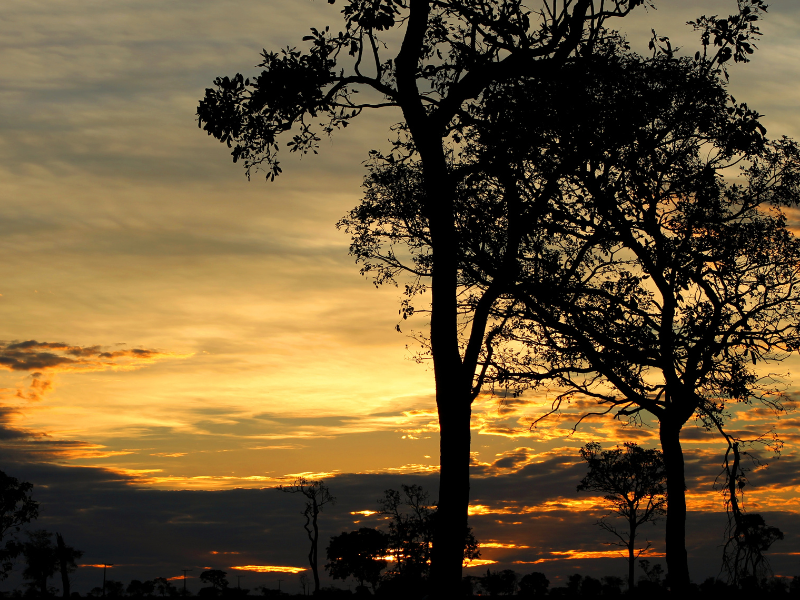 Silhuetas de árvores contra um céu dourado ao pôr do sol com nuvens escuras.