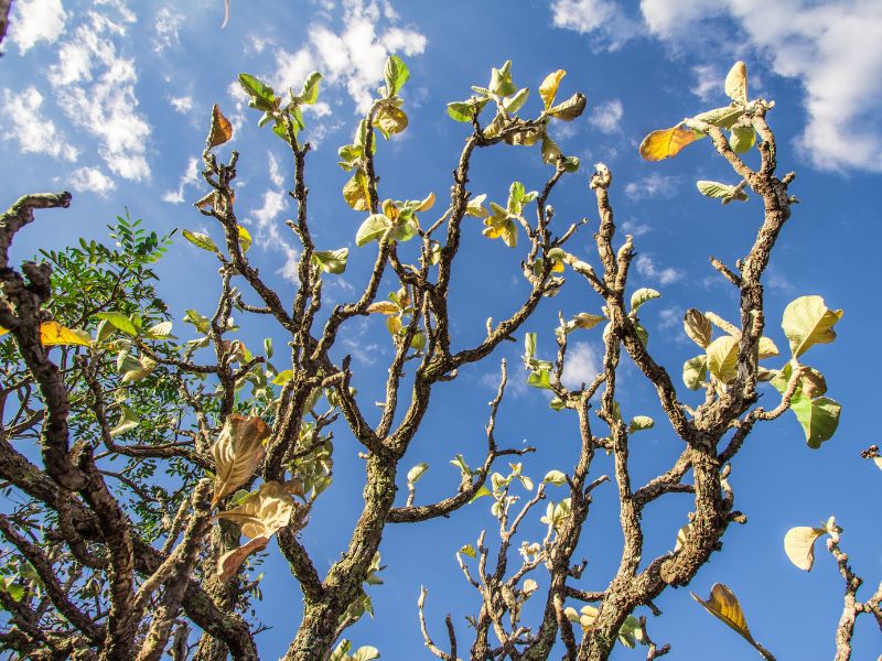 Galhos de árvores frondosas contra um céu azul brilhante com nuvens brancas dispersas.