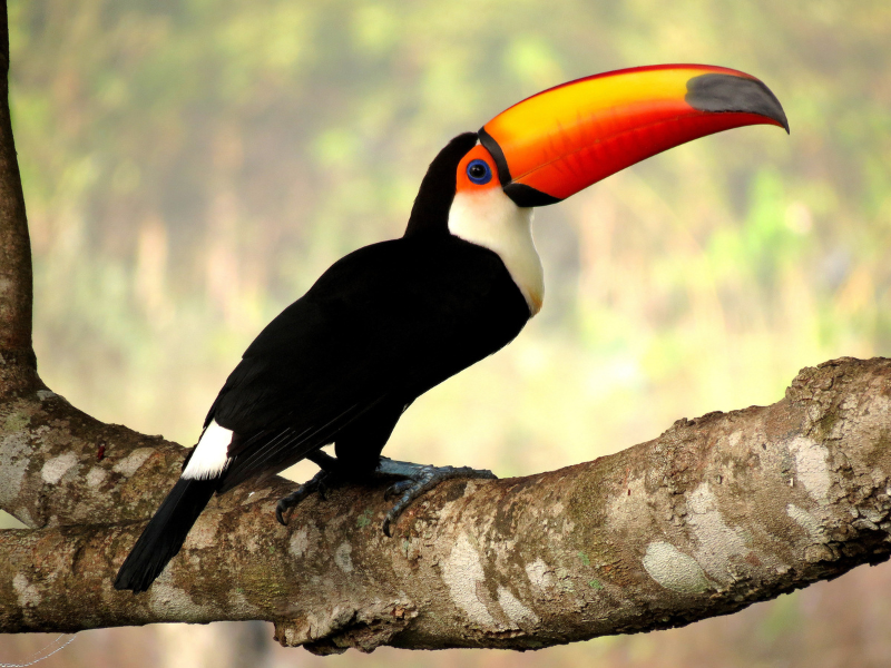 Tucano com bico laranja brilhante empoleirado em um galho de árvore