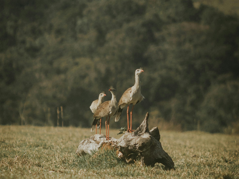 Três aves de pernas compridas em pé sobre um tronco em um campo gramado.