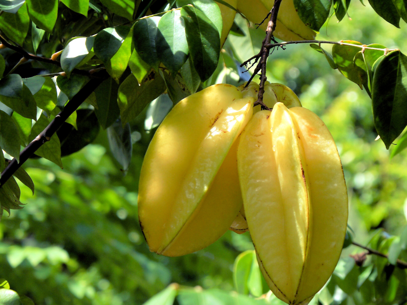 Carambola amarela pendurada em um galho de árvore com folhas verdes