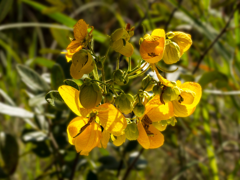 Aglomerado de flores silvestres amarelas com caules verdes em um campo gramado