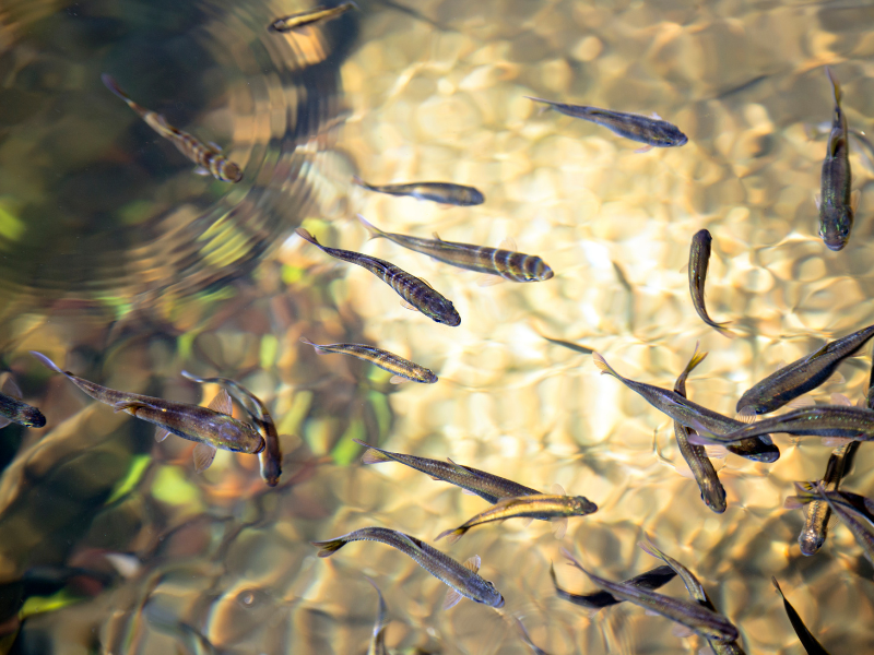 Pequenos peixes nadando em águas claras e ensolaradas com reflexos ondulantes.