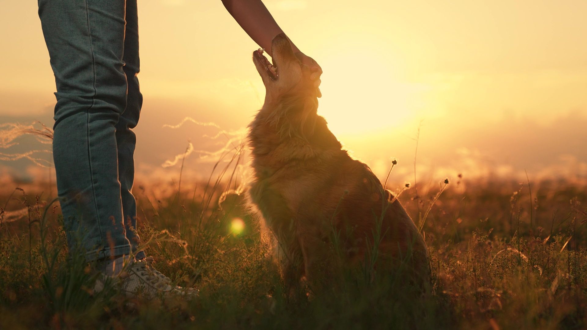 Person petting a dog in a sunlit field at sunset
