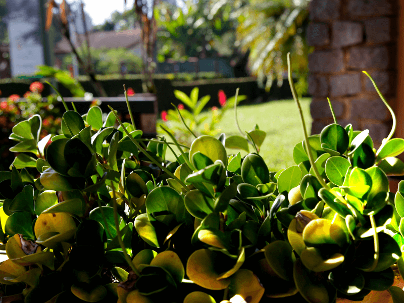 Shopping Terras da Finlândia