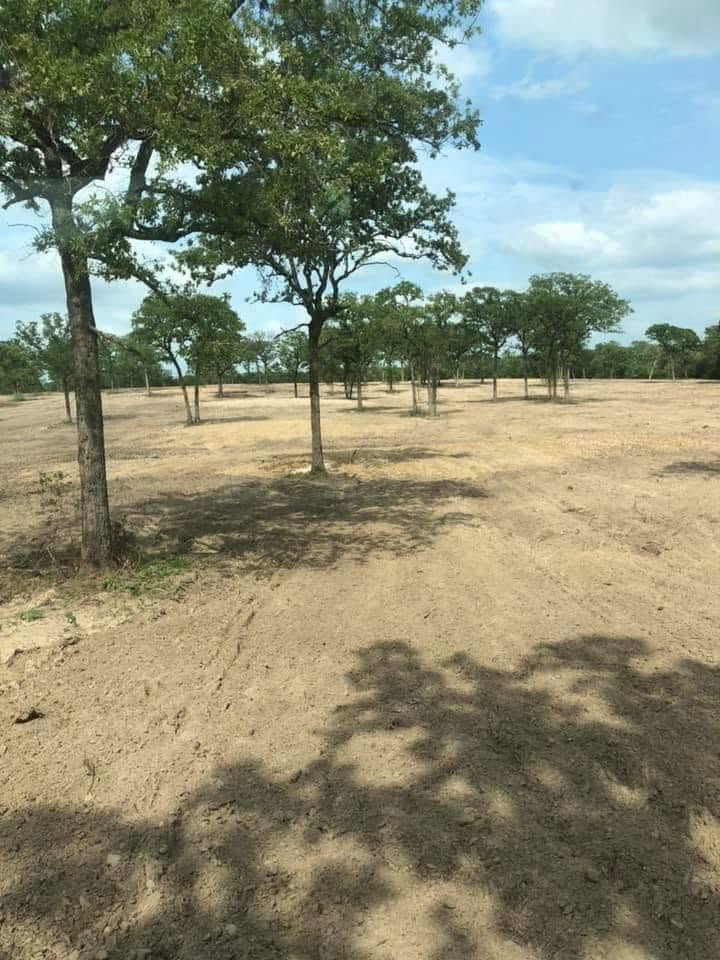 Dry grassy field with scattered green trees under a bright sky, with shadows in the foreground.