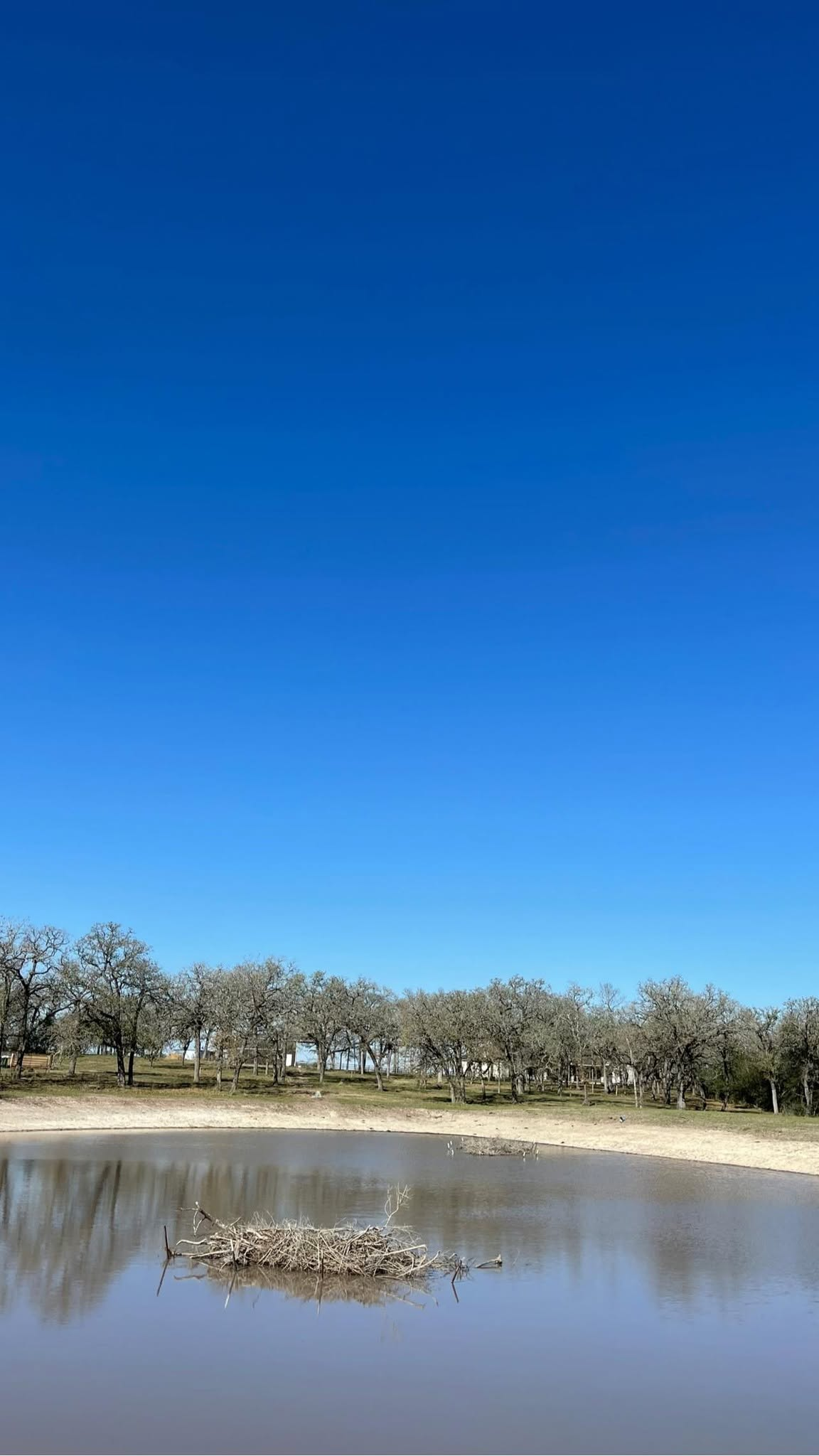 Blue sky over a calm pond with bare trees and reflected shoreline.