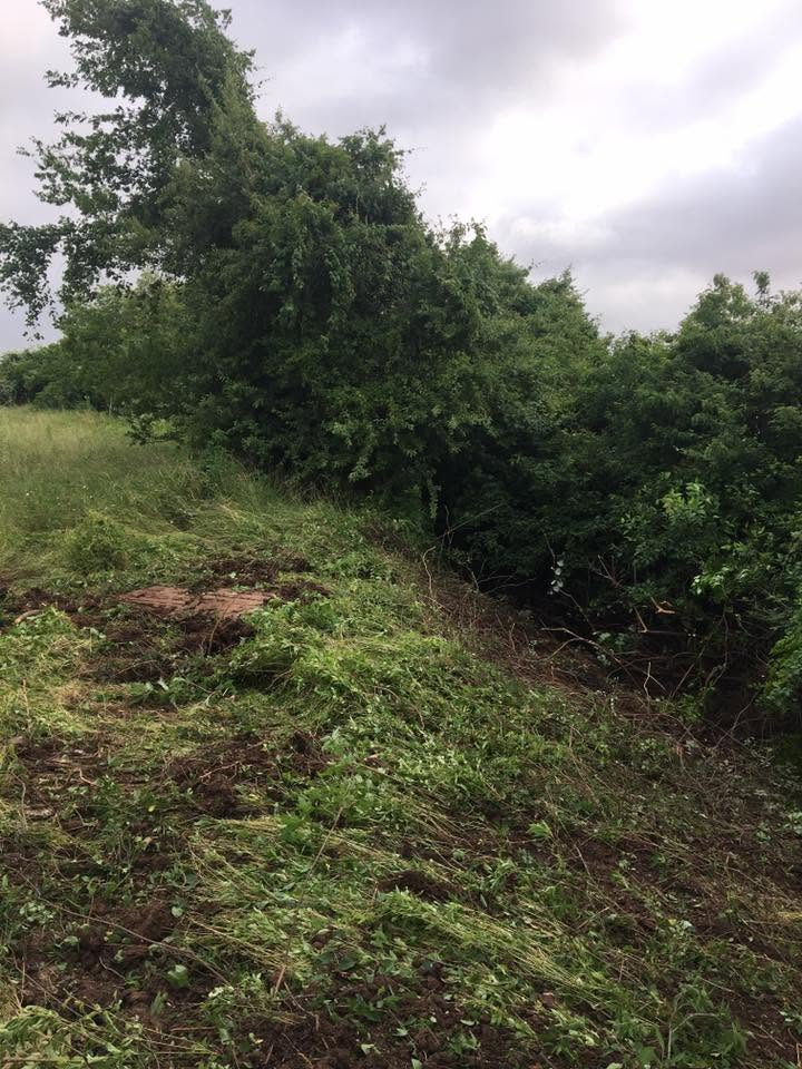 Overgrown green hillside with dense bushes and a cloudy sky