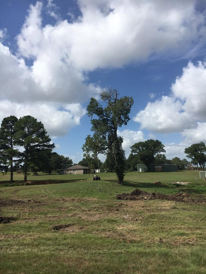Grassy field with scattered trees under a bright blue sky with large white clouds