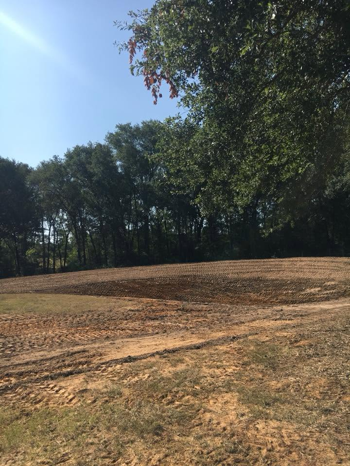 Sunlit dirt clearing bordered by trees under a clear blue sky