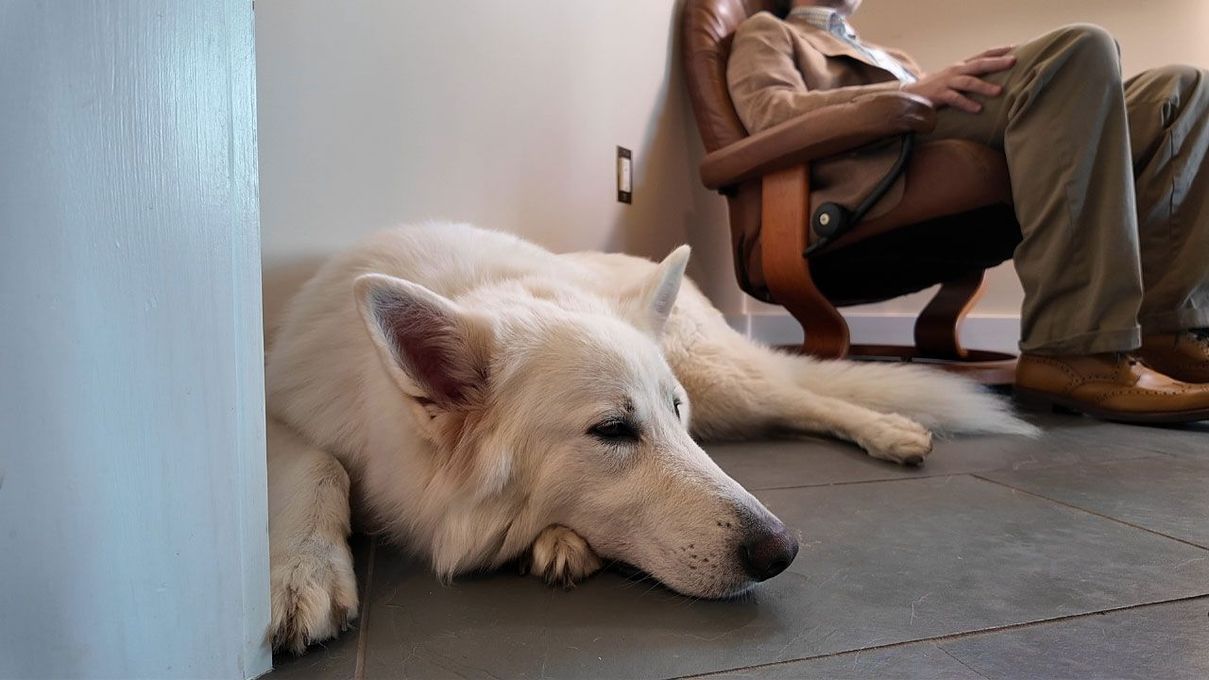White dog lying on a floor beside a seated person in a chair