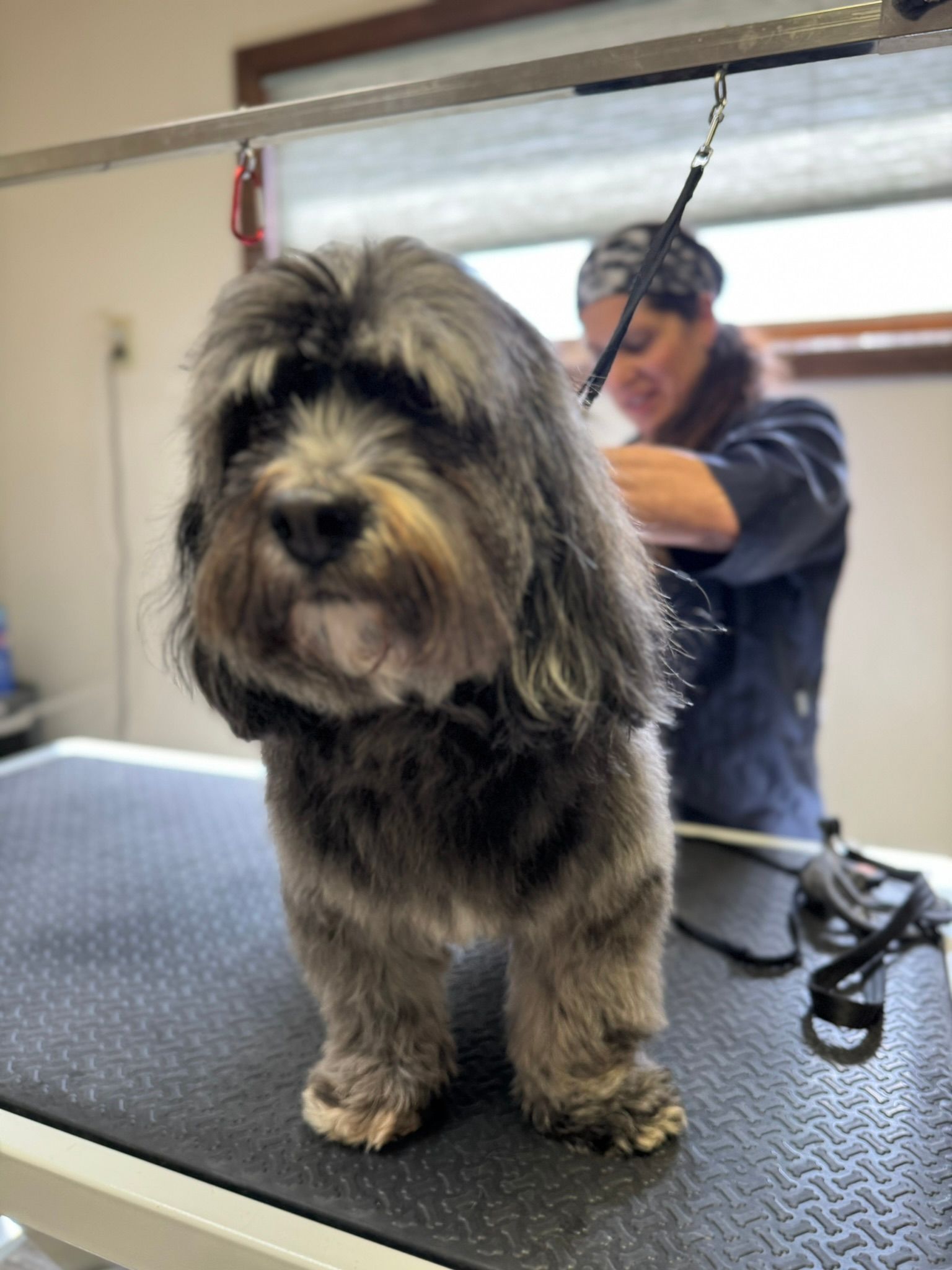 Premium Dog Grooming & Dogwash Hair of the Dawg Gunnison, CO