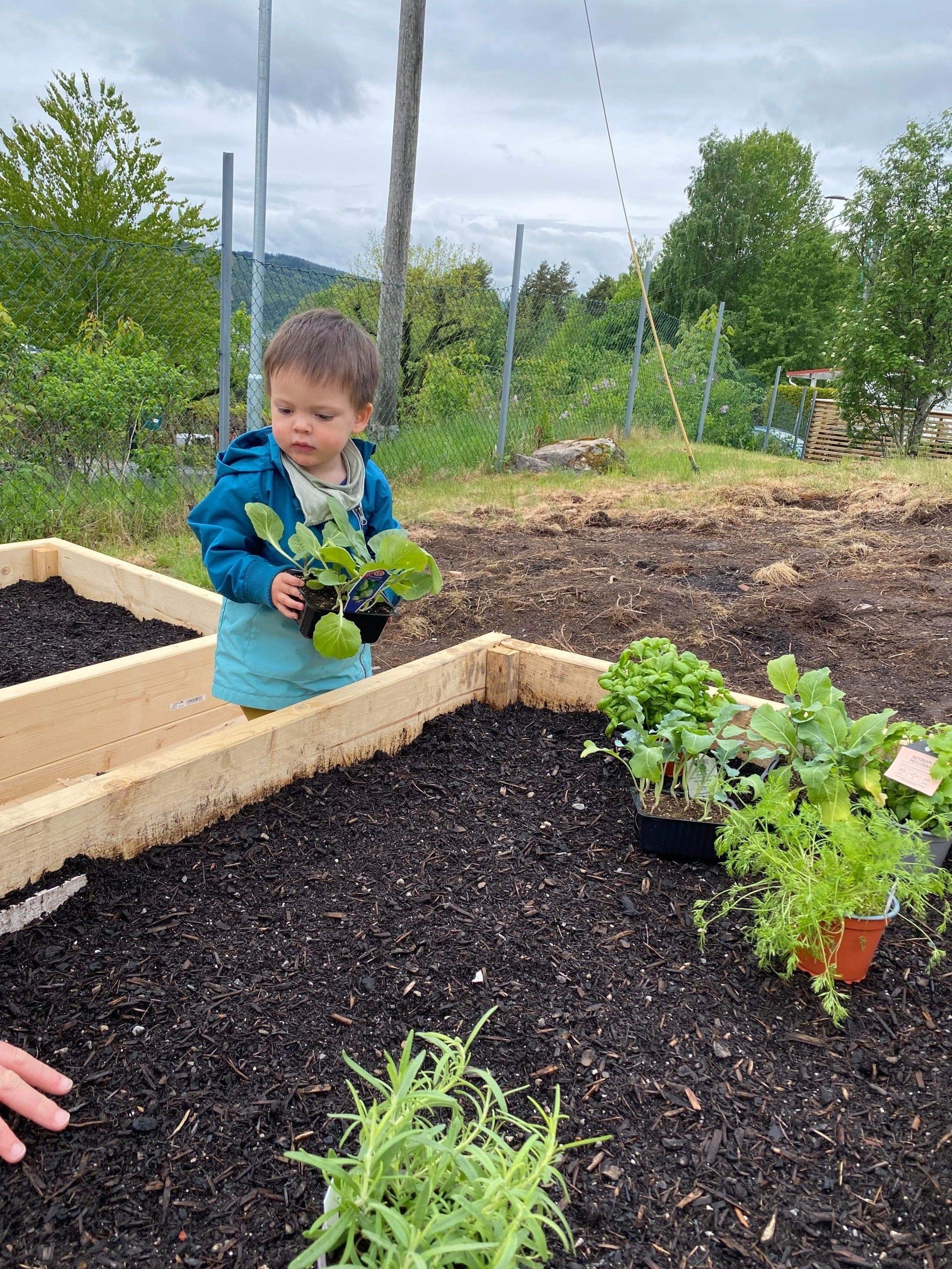 Isak planter