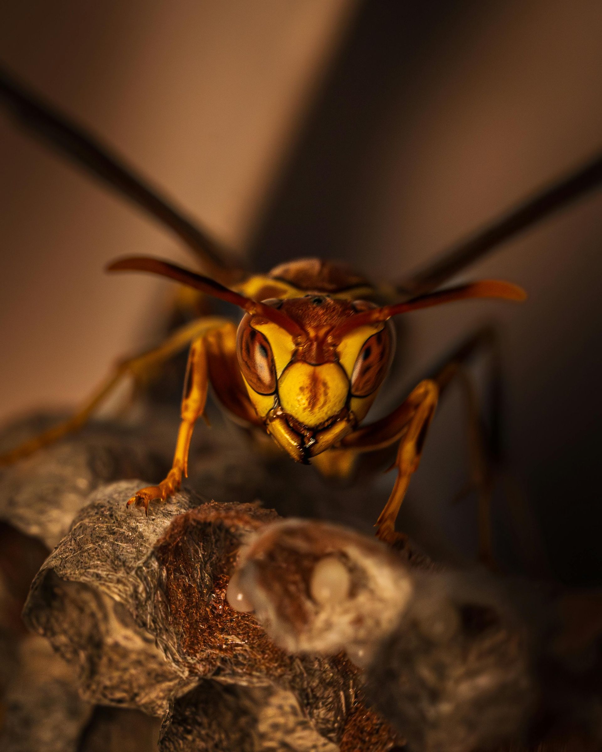 A close-up, front-facing view of a yellow and brown paper wasp resting on a nest, its antennae extended outward.