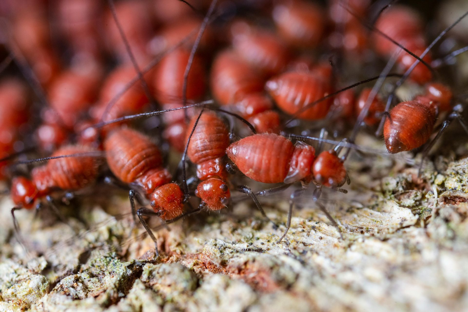 A dense cluster of small, reddish-brown bark lice crawling over textured tree bark.