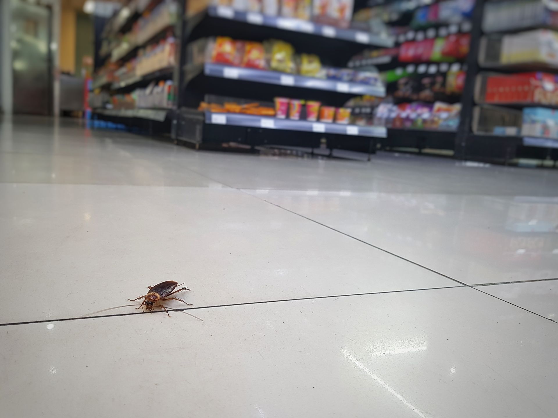 A cockroach crawls across the white tiled floor of a grocery store aisle.