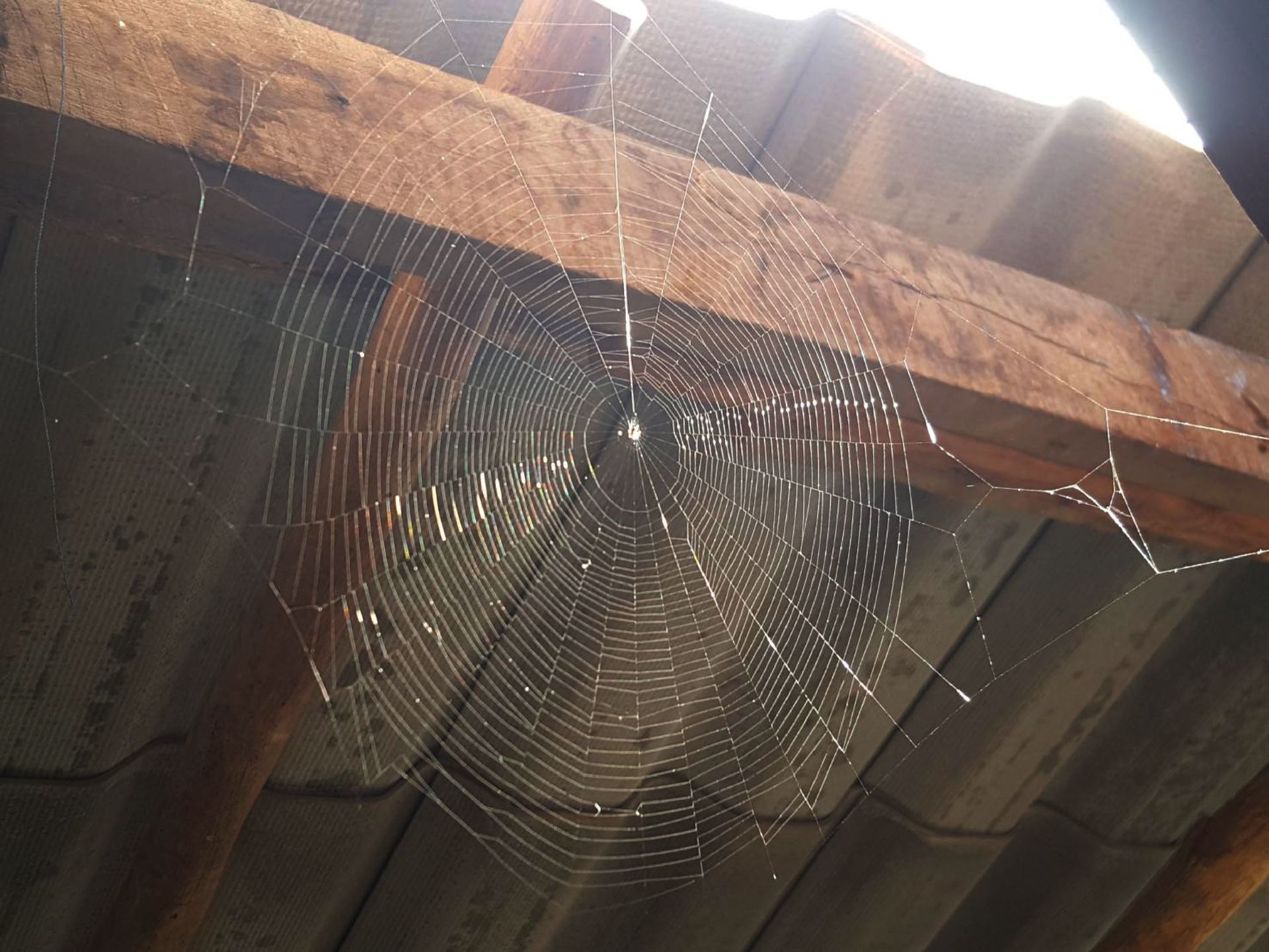 A detailed, circular spider web hangs from a wooden beam under a corrugated roof.