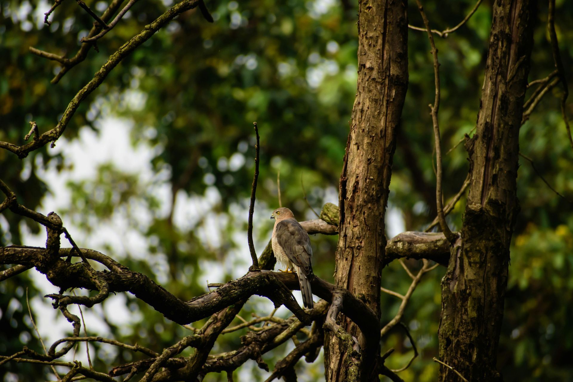 Bird perched on a tree branch in a dense green forest canopy