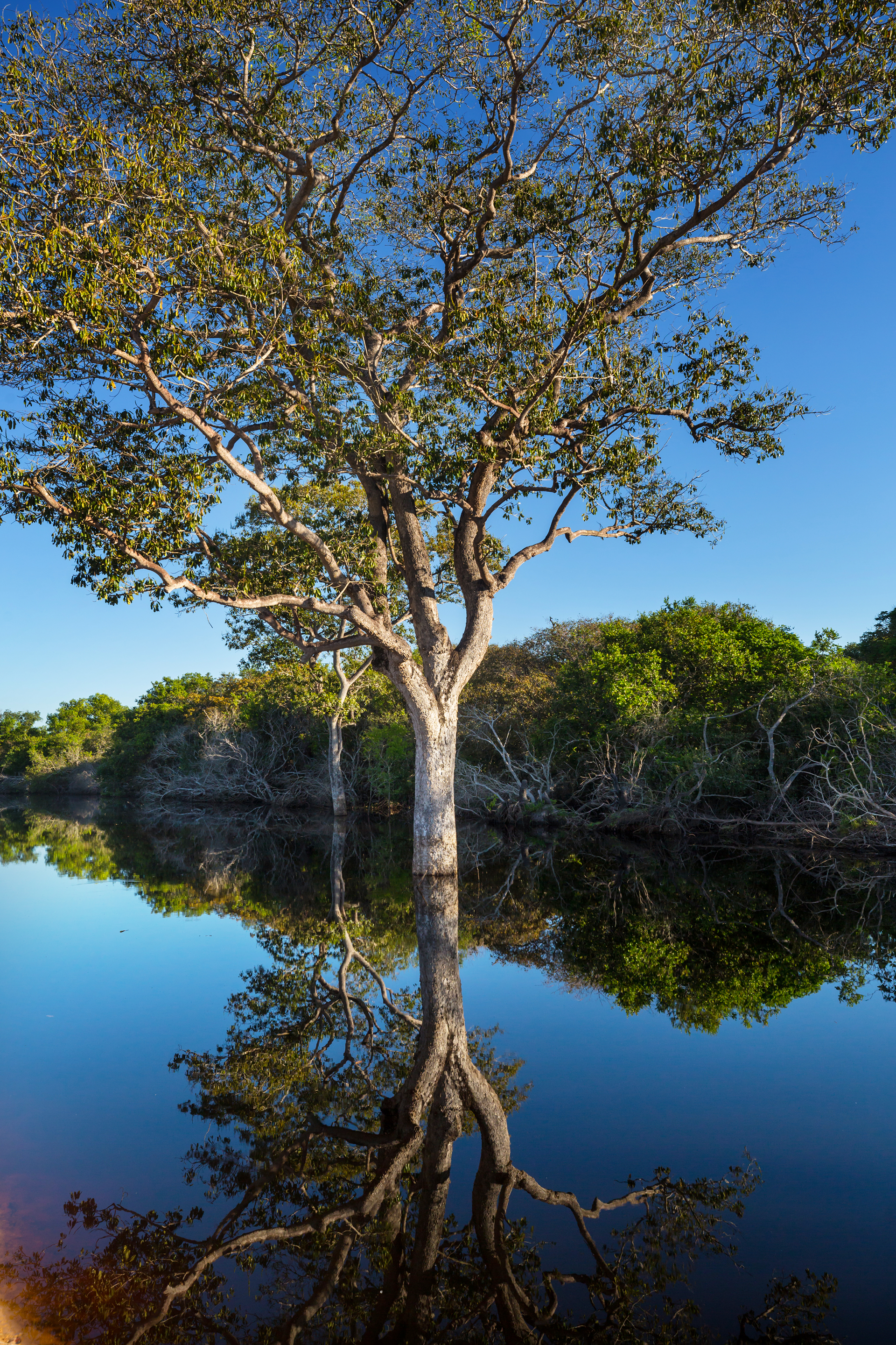 A lone tree with exposed roots reflected in calm blue water under a clear sky.