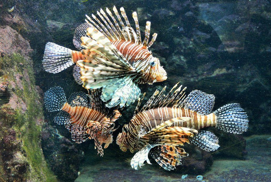 Natural coral reef scene from Bermuda Aquarium, supporting local tourism