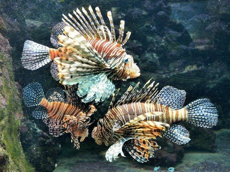 Two lionfish are swimming together in a tank