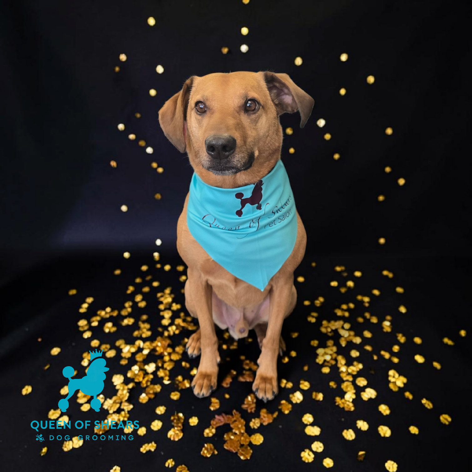 Small tan dog wearing a blue bandana, sitting on black with gold confetti falling around it.