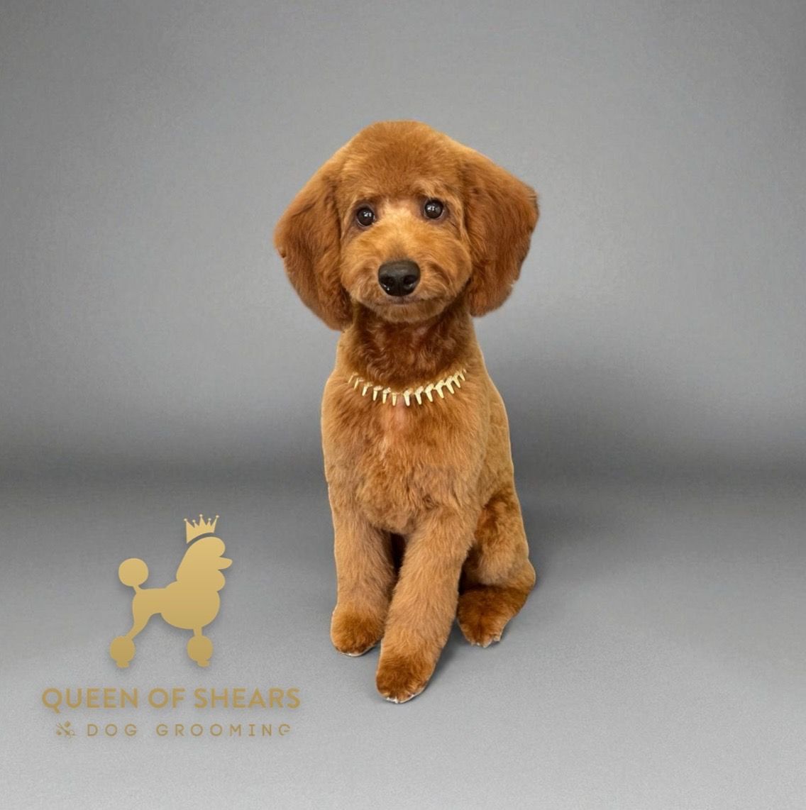 A brown puppy with a neat groom wearing a gold collar, sitting against a grey background with a gold poodle logo.
