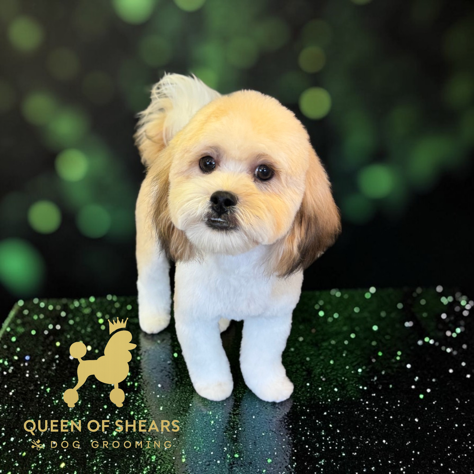 Small fluffy tan-and-white puppy standing on a sparkly green surface with blurred lights behind.