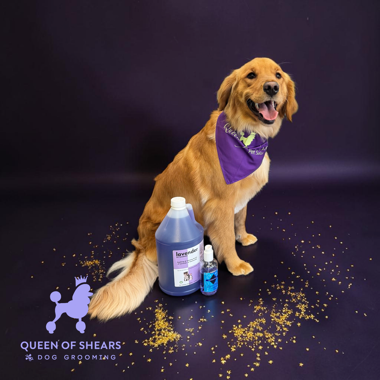 Golden retriever in a purple bandana beside pet grooming bottles on a dark purple background.