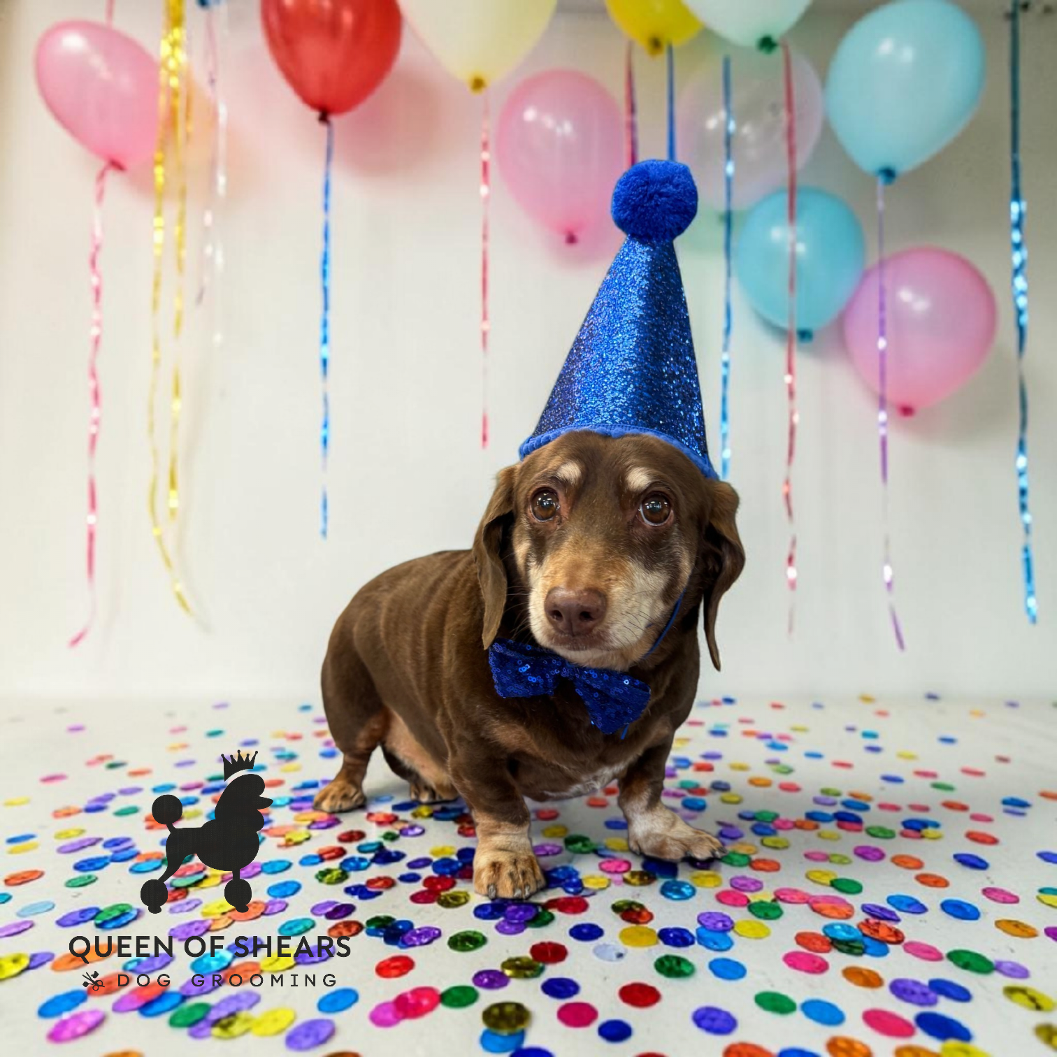Brown dachshund in a blue party hat and bow tie, sitting on a confetti floor with balloons behind it.