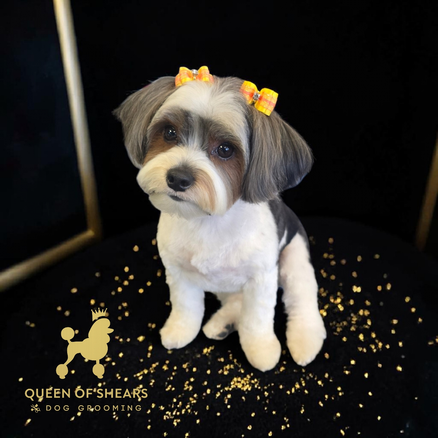Small black-and-white dog with yellow bows sitting on a black background with gold confetti