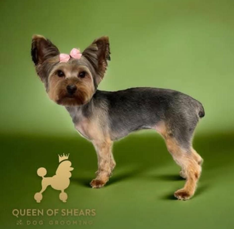 Small Yorkshire Terrier standing on a green background, with a “Queen of Shears” logo in the corner