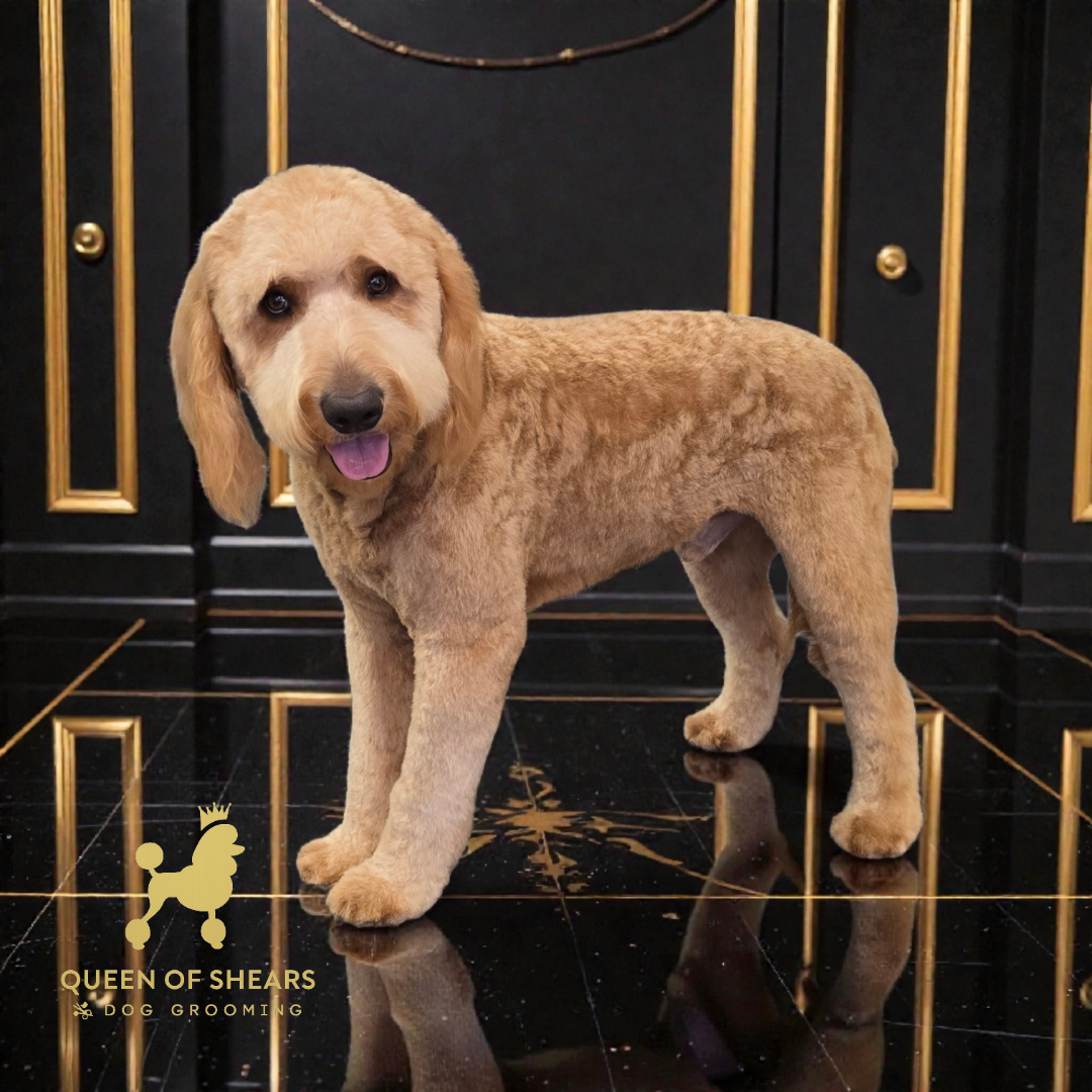 Golden doodle standing on a glossy black floor in a dark, gold-trimmed room, tongue out.