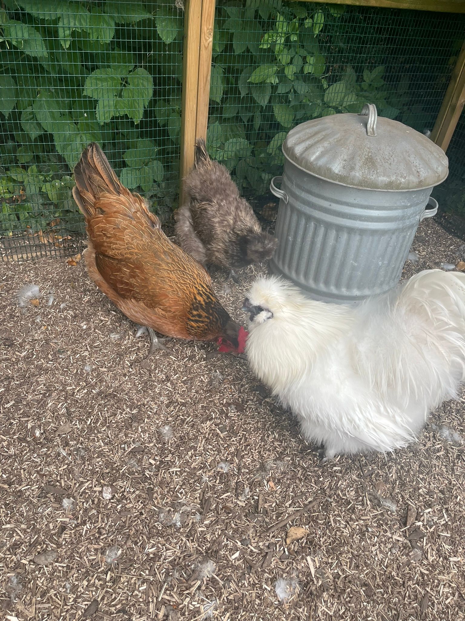 Three chickens