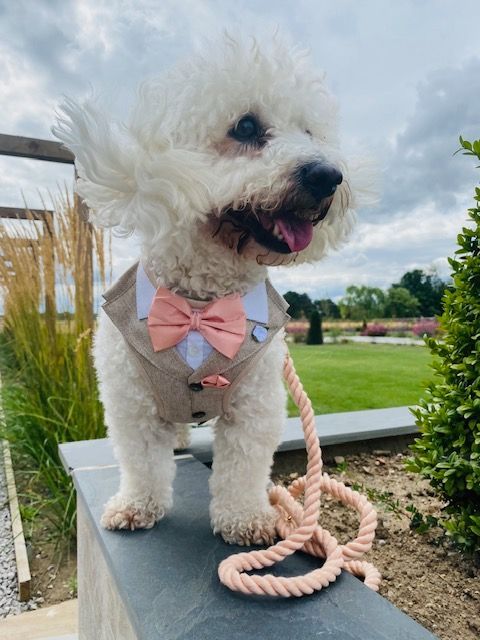 small white dog in a suit and bow tie outside on a wall