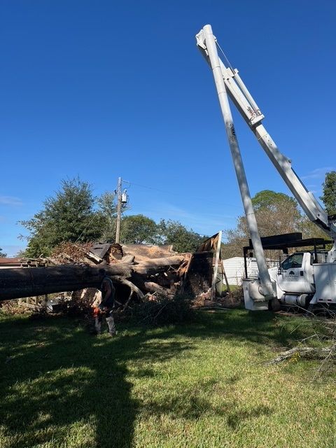 Large Tree is Removed by a Crane