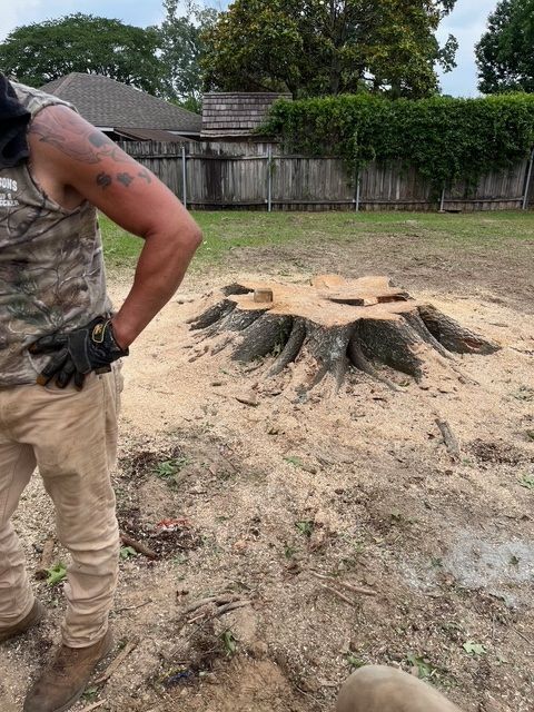 Tree Stump in Backyard
