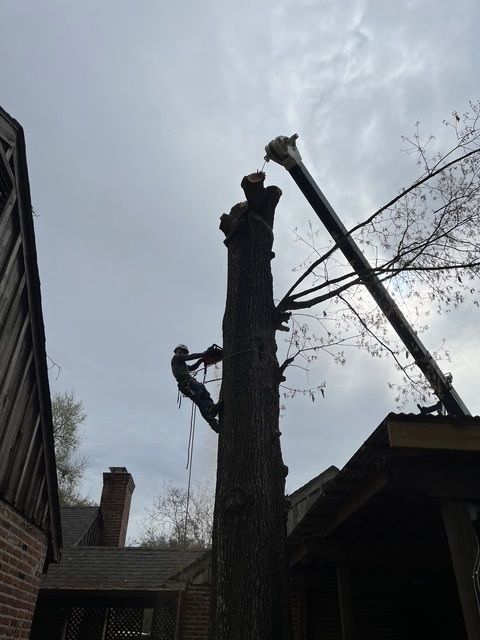 Worker Cutting a Tall Tree
