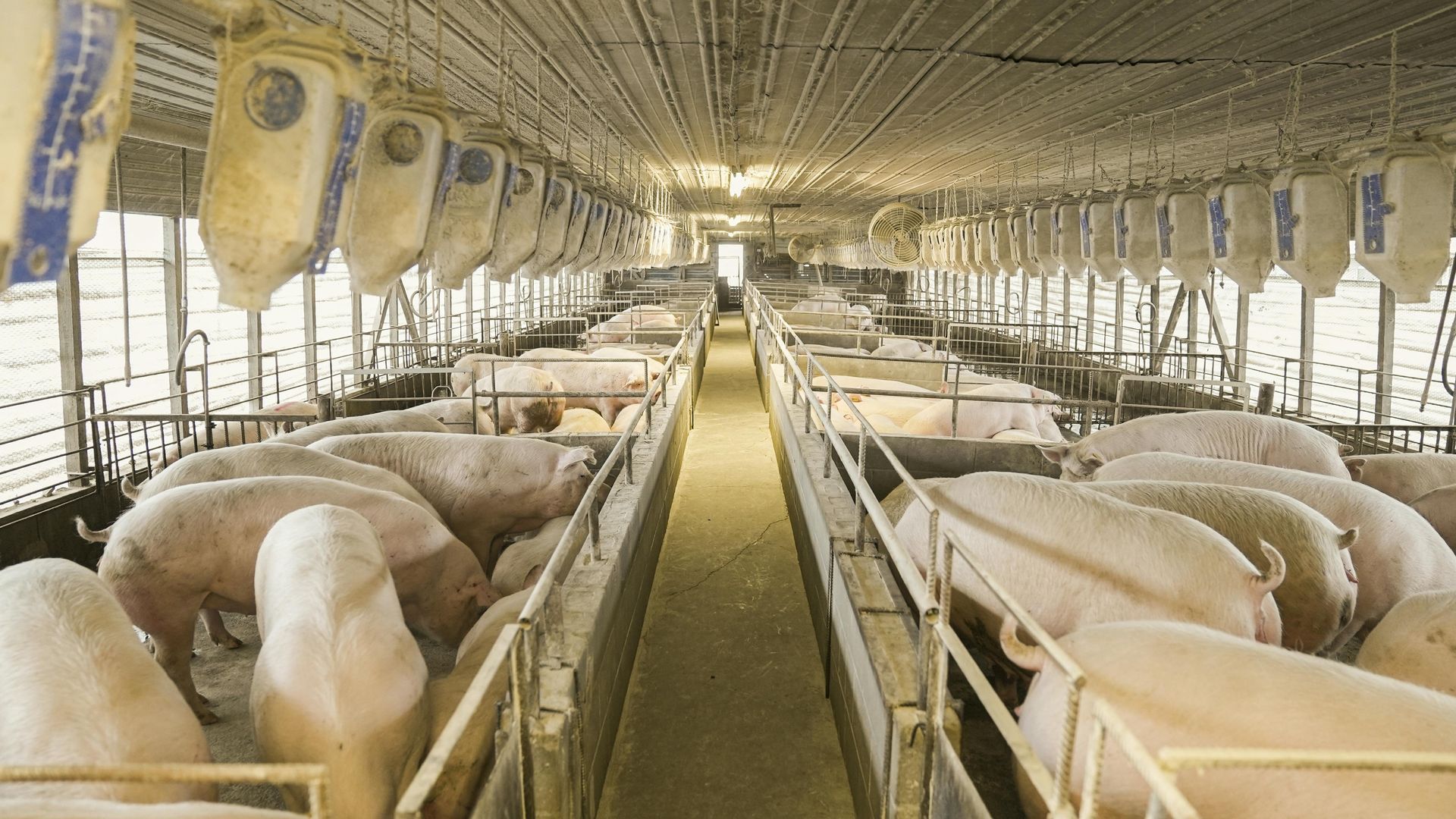 Pigs resting in pens inside a long indoor livestock barn with a central aisle